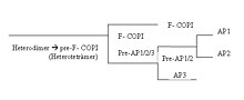 Thumbnail for File:Adaptació esquema.jpg