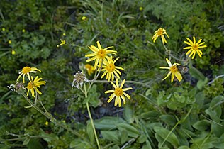 Arnica (Arnica montana)