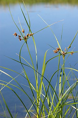 Jūrmalas gumumeldrs