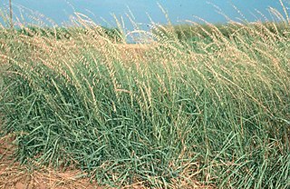 <i>Bouteloua curtipendula</i> Species of flowering plant