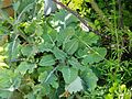 leaf rosette