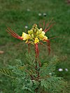 Caesalpinia July 2011-1.jpg