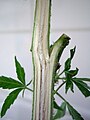 Image 58Cannabis sativa stem longitudinal section (from Cannabis)