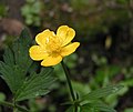 Skriðsólja (Ranunculus repens)