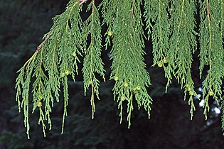 Cupressus nootkatensis