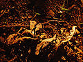 * Nomination A bunch of dead leaves --Thegreenj 23:55, 16 May 2007 (UTC) * Decline The image is very dark and there is not much detail. -- Ram-Man 05:14, 17 May 2007 (UTC)