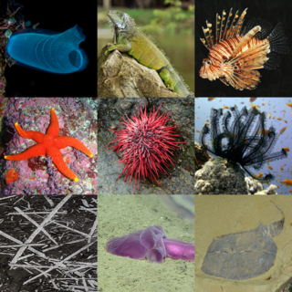 <span class="mw-page-title-main">Deuterostome</span> Superphylum of bilateral animals