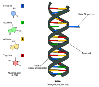 <span class="mw-page-title-main">DNA base flipping</span> Biochemical process