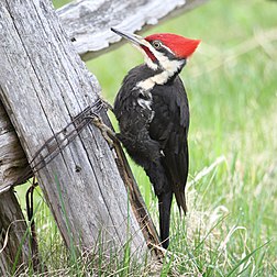 Pica-pau-grande (Dryocopus pileatus),​ um pássaro carpinteiro nativo da América do Norte. (definição 2 520 × 2 520)