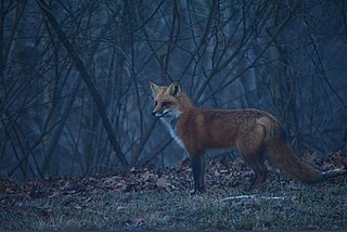 <span class="mw-page-title-main">Crepuscular animal</span> Animal behavior primarily characterized by activity during the twilight