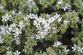 <i>Frankenia</i> Genus of flowering plants