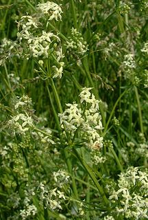 <i>Galium album</i> Species of plant