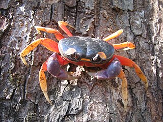 <i>Gecarcinus</i> Genus of crabs