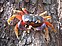 Gecarcinus_quadratus_(Nosara)