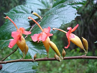 <span class="mw-page-title-main">Helicteroideae</span> Subfamily of plants