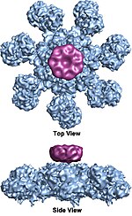 Miniatuur voor Apoptosoom