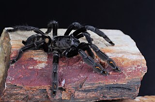 <i>Psalmopoeus irminia</i> Species of spider