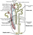 Nephron