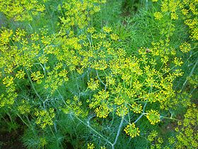 Paprastasis krapas (Anethum graveolens)