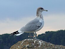 The California gull is the state bird of Utah. LarusCalifornicus.jpg