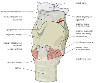 <span class="mw-page-title-main">Surgical airway management</span>