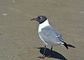 Mating plumage includes black head and red bill