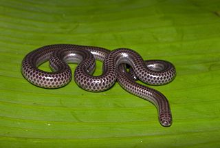 <span class="mw-page-title-main">Big-scaled blind snake</span> Species of snake