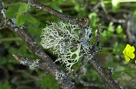 lichens