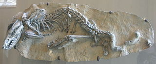 <span class="mw-page-title-main">Sparassodonta</span> Extinct order of mammals