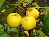 Malus sylvestris 005.JPG