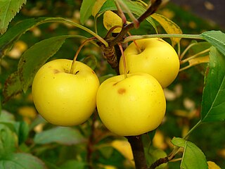 <i>Malus sylvestris</i> Species of the genus Malus