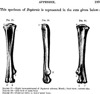 <i>Baptornis</i> Extinct genus of flightless, aquatic birds