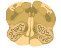 Cross-section of the inferior medulla