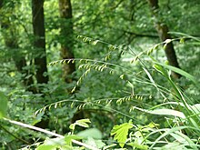 Melica picta in situ Melica picta130512.JPG