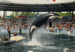 <span class="mw-page-title-main">Lolita (orca)</span> Captive female orca (c. 1966 – 2023)