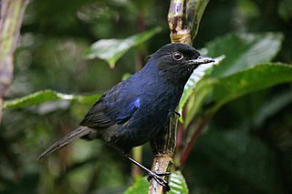 <span class="mw-page-title-main">Sri Lanka whistling thrush</span> Species of bird