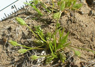 <i>Myosurus apetalus</i> Species of flowering plant