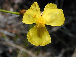 <span class="mw-page-title-main">Xyridaceae</span> Family of flowering plants