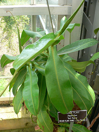 Nepenthes 'Ted Payne' Nepenthes Ted Payne.jpg