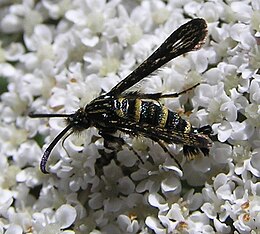 Osminia fenusaeformis.jpg