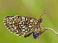 Heath fritillary