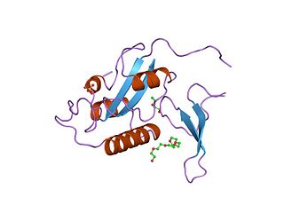 <span class="mw-page-title-main">WW domain</span>