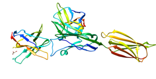 <span class="mw-page-title-main">PD-L1</span> Mammalian protein found in Homo sapiens