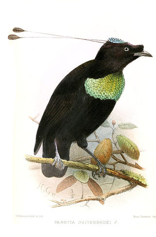 <span class="mw-page-title-main">Duivenbode's six-wired bird-of-paradise</span> Hybrid bird