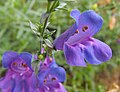 Penstemon 'Margarita BOP'