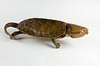 大頭龜（Platysternon megacephalum），也稱平胸龜