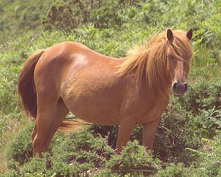 <span class="mw-page-title-main">Chestnut (horse color)</span> Horse coat color