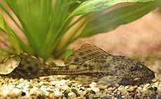 Hypostomus plecostomus