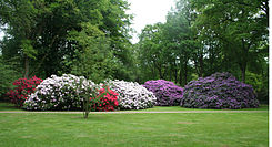 Rhododendron-Park