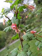 Ribes iriguum